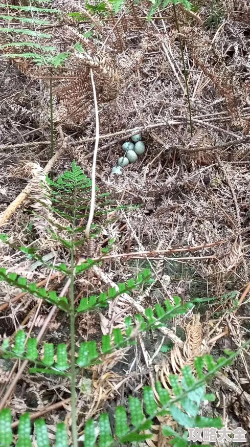 翁公下面邻居家的母鸡又跑过来偷吃菜了