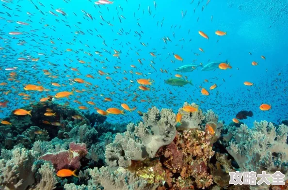 好深好大再浪一点近日科学家发现深海生物多样性显著增加引发广泛关注