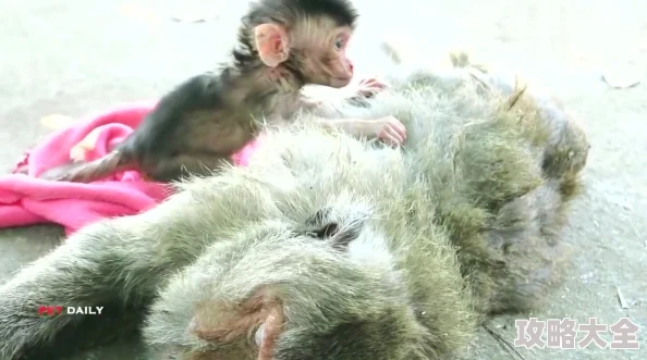 两个生猴子不盖被子猴群壮大添五丁母猴带娃觅食忙