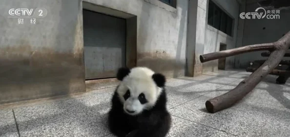 所有雌性都是我的破解版下载这款游戏以其独特的剧情和精美的画面受到了玩家们的热烈追捧