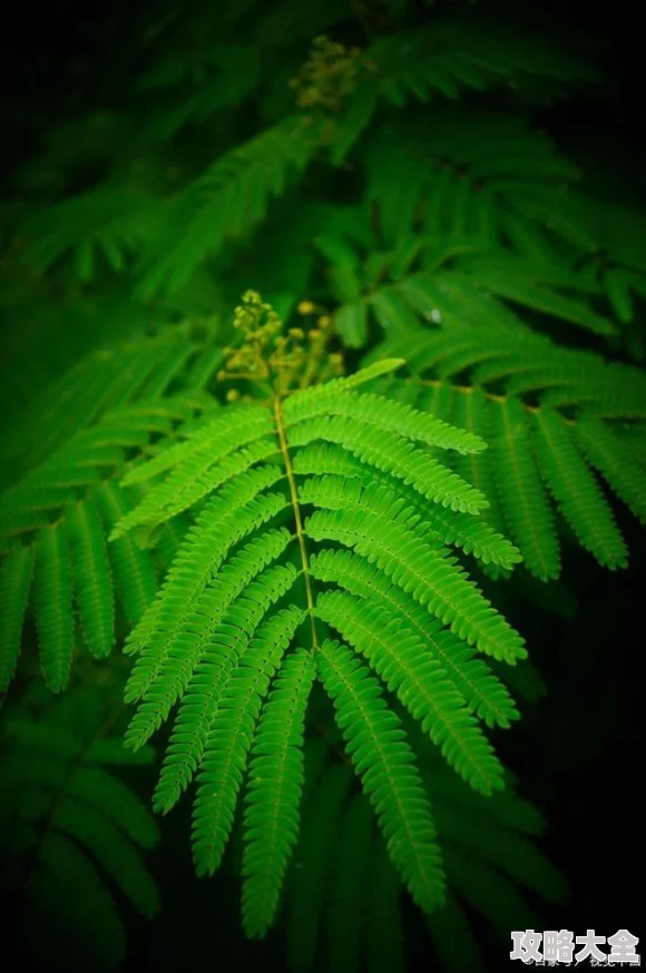 含羞网站探索植物的奇妙反应和生物机制的奥秘