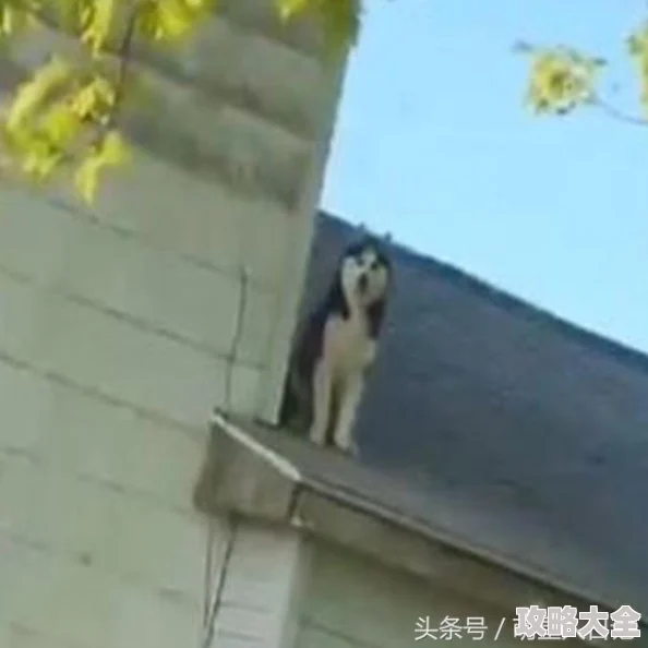 《明日之后》新犬种哈士奇：全面属性技能前瞻及热门期待解析