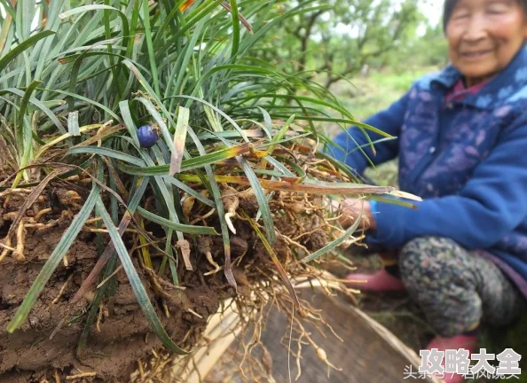 玖草在线为什么兼容各种设备平台为何方便随时随地观看