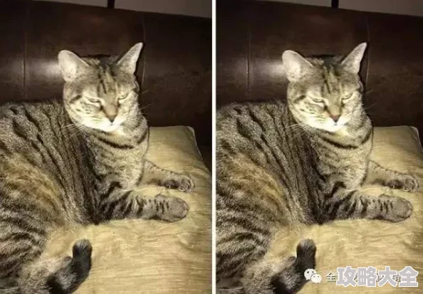 猫咪免费观看人成网站在线据传网站服务器位于海外访问量巨大